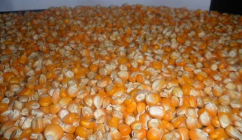 Yellow Corn Maize, For Human Food, Animal Feed