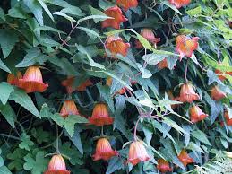 Canary Bell-flower Seed