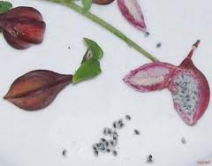 Passiflora Actinea Seeds