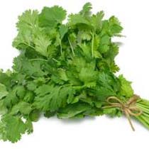 Fresh Coriander Leaves