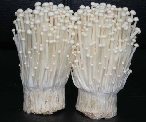 Enokitake Mushrooms Contain Antioxidants,like Ergothioneine.and Animal Testing Has Indicated Possibl