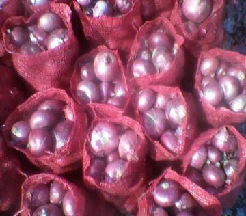 Red onion, Style : Natural