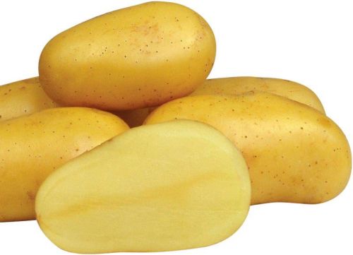 Fresh potato, Usage/Application : Cooking, Baking, Frying, Boiling