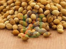 Coriander seeds, Usage/Application : Culinary Spice