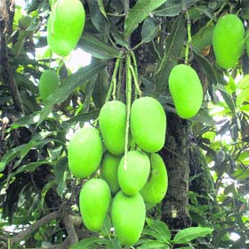 Farm Fresh Mango