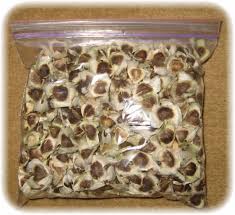 Moringa seeds, Purity : 99%