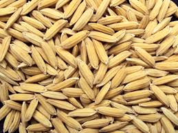 Rice Seeds