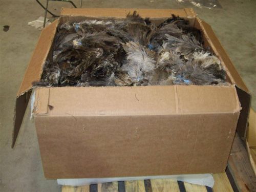 Ostrich Feather for duster