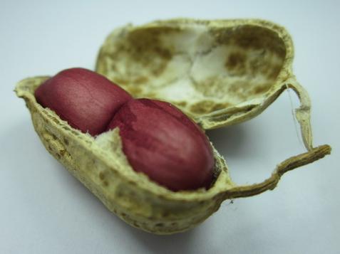 Peanut Kernels