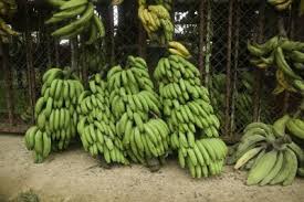 Fresh green banana, Packaging Size : 5-25kg
