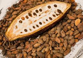 Raw Organic Cacao Beans