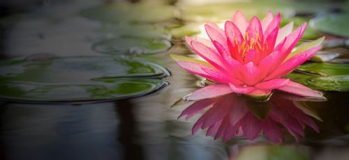 Lotus Flower