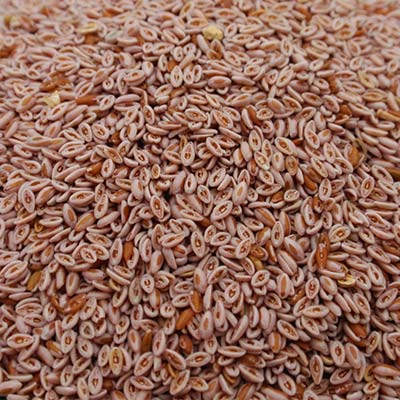 Psyllium Seeds