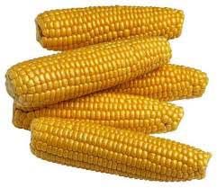 Yellow Maize