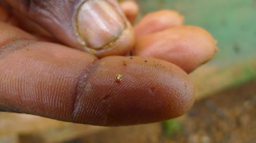 Au Gold Dust, Shape : Rectangular