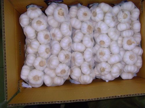 Organic Fresh Pure White Garlic