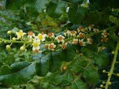 Boswellia Extract