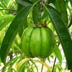 Garcinia Cambogia Extract