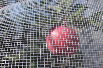Hail Netting Protects Fruits and Vegetables From Hails