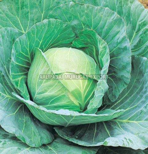 Fresh cabbage, Packaging Size : 5-10kg