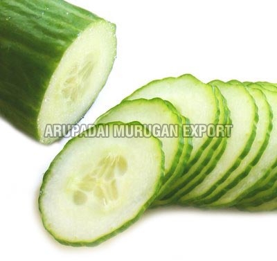 Fresh Cucumber,fresh Cucumber