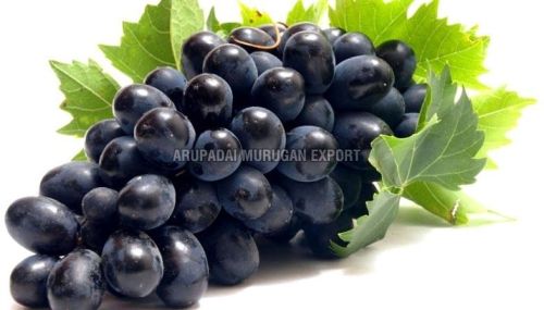 Fresh Black Grapes, Usage/Application : Direct Consumption, Salads, Desserts