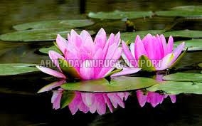 Fresh Lotus Flowers