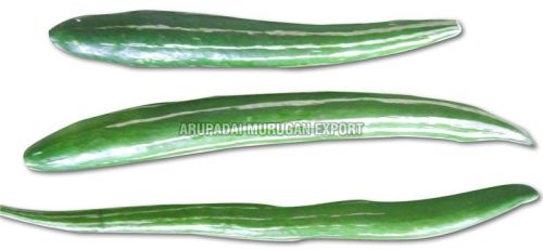 Fresh Snake Gourd
